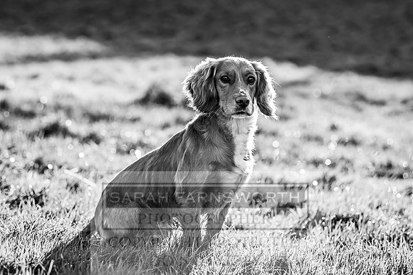 Avonmeadow Stud Dogs-49