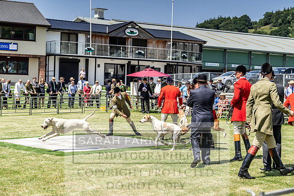 Builth Hound Show 2019-129