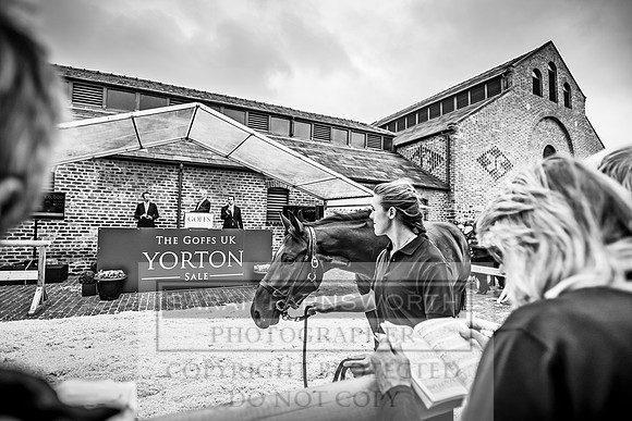 GUK Yorton Sale 2019-296