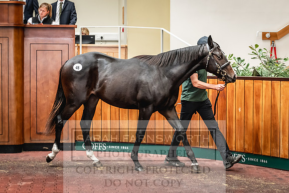 Goffs UK PY24-116