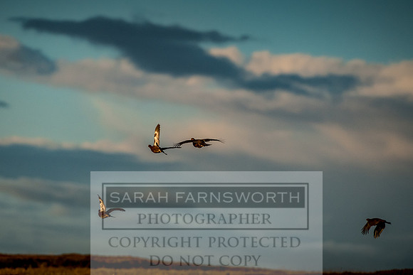 Grouse in Teesdale-57