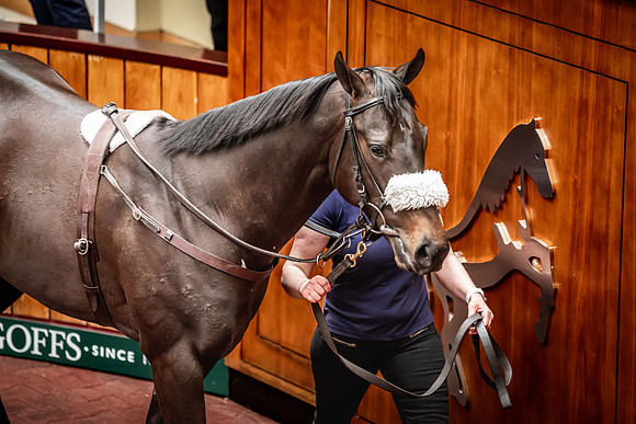 Goffs UK Breeze Up 2022-272