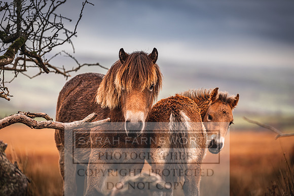 Exmoor Autumn 2020-48