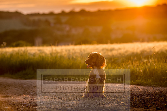 Cotswolds June 2017-21