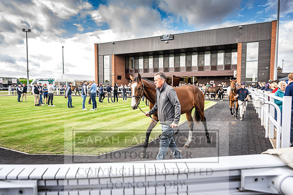 Goffs UK PY24-74