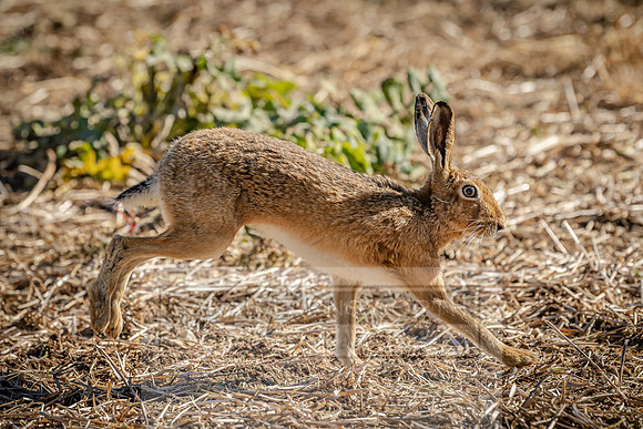Running Hare-3