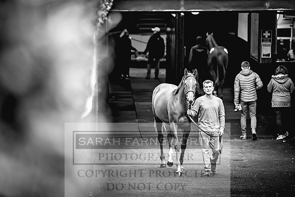 Goffs Orby 2022 Day 1-94
