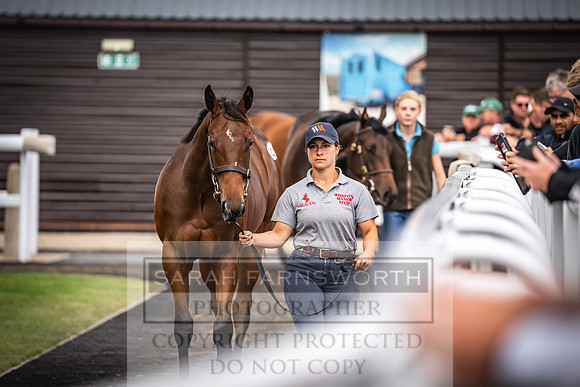 Goffs UK PY24-159