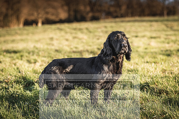 Avonmeadow Stud Dogs-108