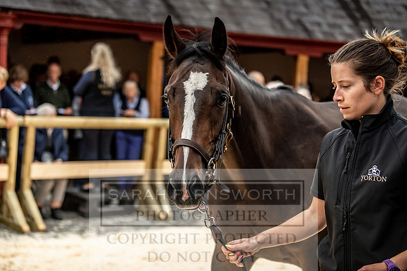GUK Yorton Sale 2019-316