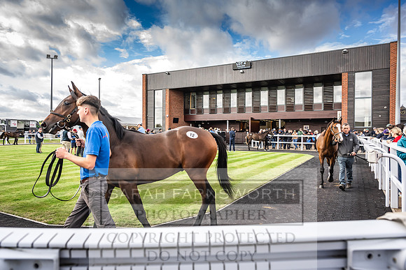 Goffs UK PY24-72