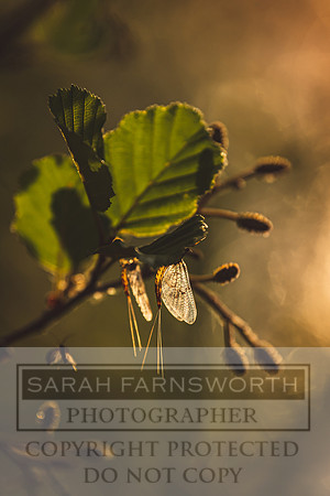 Mayfly Hatch and Brown Trout 2020-92