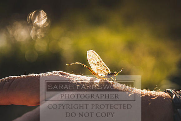 Mayfly Hatch and Brown Trout 2020-58