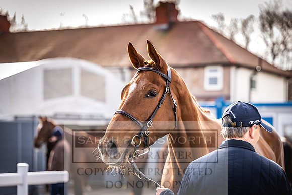 Goffs UK Aintree Sale 2023-8