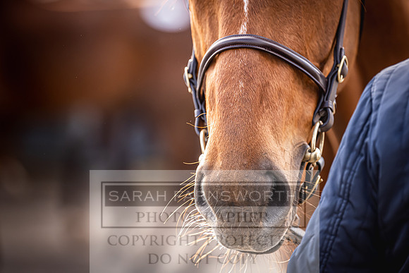 Goffs UK Aintree Sale 2023-9