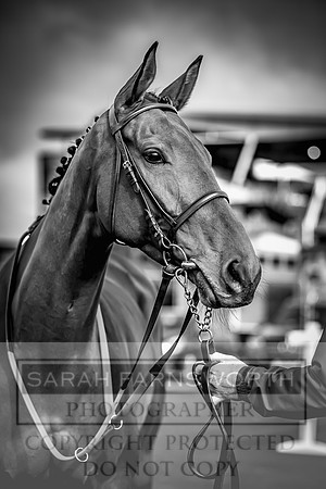 Goffs UK Aintree Sale 2023-16