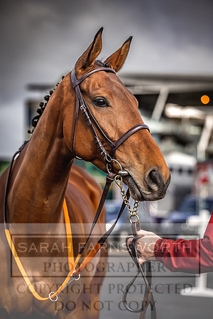 Goffs UK Aintree Sale 2023-17