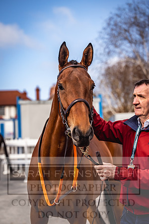 Goffs UK Aintree Sale 2023-20