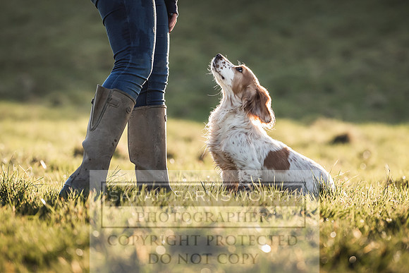 Avonmeadow Stud Dogs-66