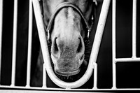 Goffs London Sale 2017-8