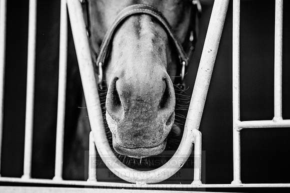 Goffs London Sale 2017-8