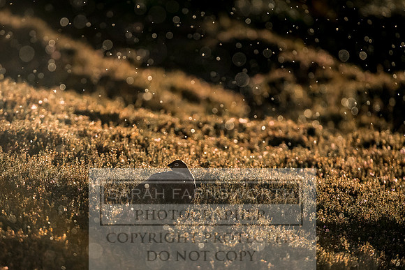 Grouse in Teesdale-34