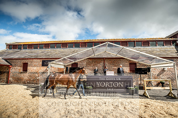 GUK Yorton Sale 2019-358