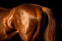 Goffs UK Breeze Up 2022-15