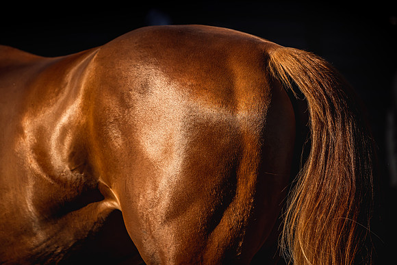 Goffs UK Breeze Up 2022-15