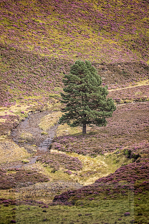 Cairngorms in summer-12