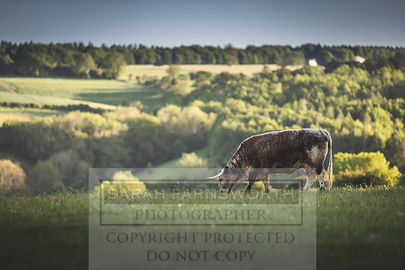 Cotswolds May 2020-3