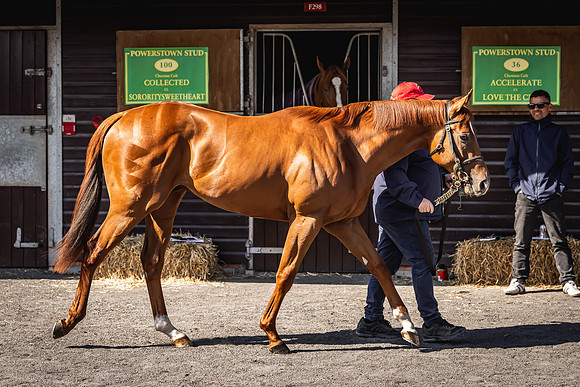 Goffs UK Breeze Up 2022-178