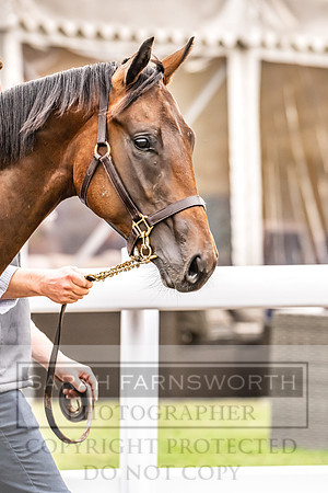 Goffs UK PY24-557