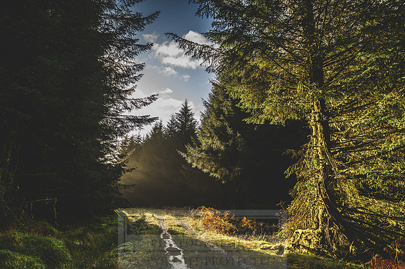 Deer Stalking October 2019-119