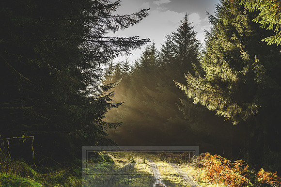 Deer Stalking October 2019-120
