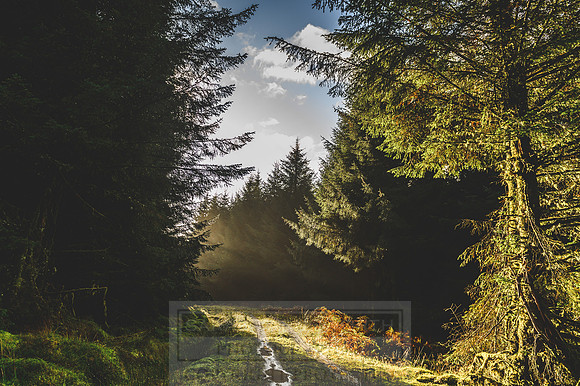 Deer Stalking October 2019-122