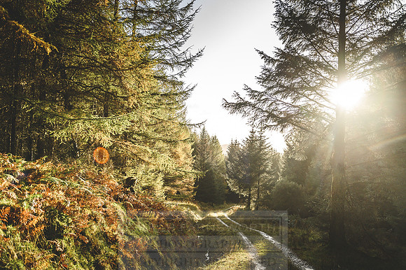 Deer Stalking October 2019-127