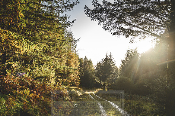 Deer Stalking October 2019-128