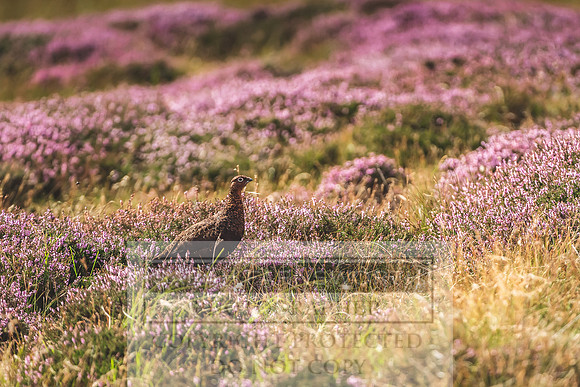 Red Grouse-4