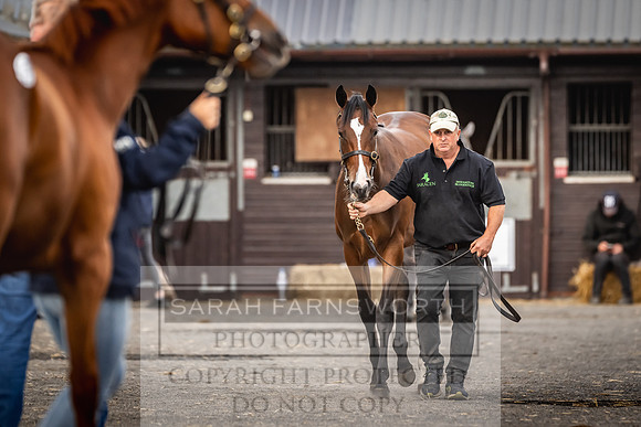 Goffs UK PY24-36