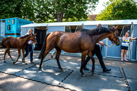 Goffs London Sale 2017-7