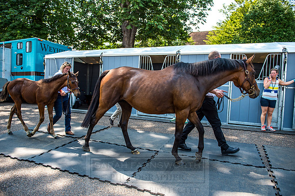 Goffs London Sale 2017-7