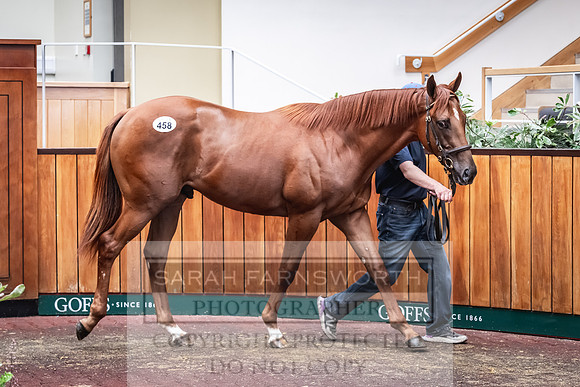 Goffs UK PY24-577