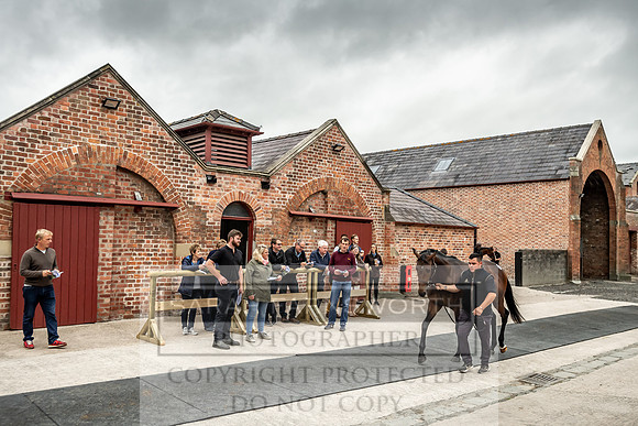 GUK Yorton Sale 2019-164
