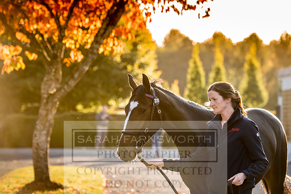 Goffs Orby 2017-434