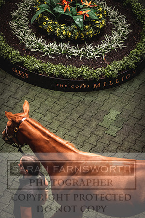 Goffs Orby 2022 Day 1-62