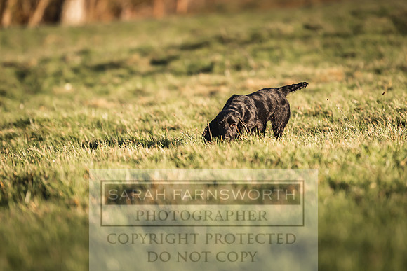 Avonmeadow Stud Dogs-56