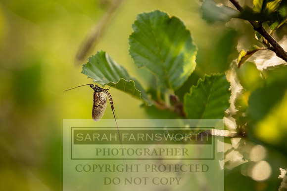 Mayfly Hatch and Brown Trout 2020-83