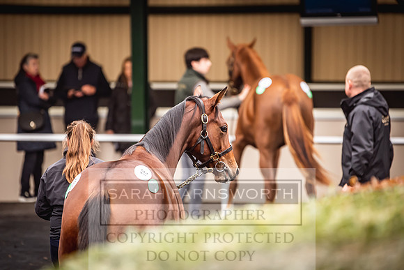 Goffs Orby 2022 Day 1-86