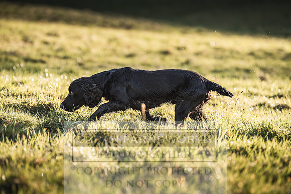 Avonmeadow Stud Dogs-73